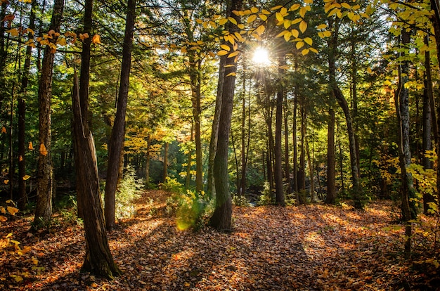 Free photo beautiful shot of a forest with green trees and yellow leaves on the ground on a sunny day