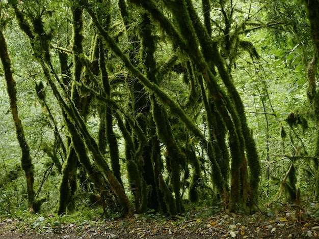 Free photo a beautiful shot of green mossy trees in the forest