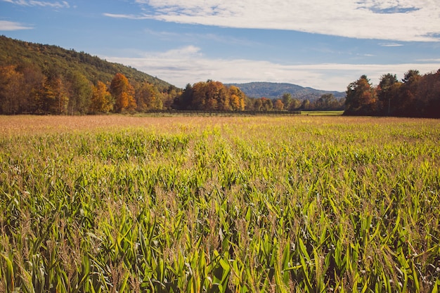 Free photo beautiful shot of a large cornfield during the spring