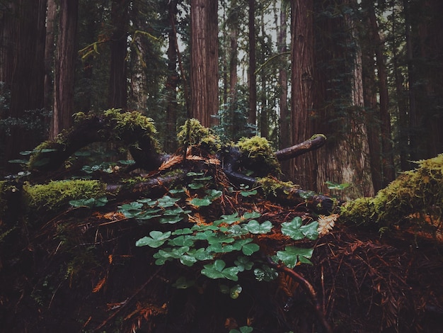 Free photo beautiful shot of leaves in the forest with moss growing on them on a rainy day