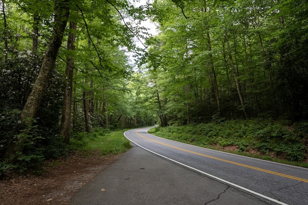 Free photo beautiful shot of a road with trees on both sides