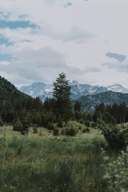 Free photo beautiful shot of the snow-capped mountains and green trees under a cloudy y sky