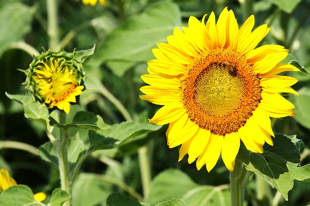 Beautiful shot of sunflowers in the field on a sunny day