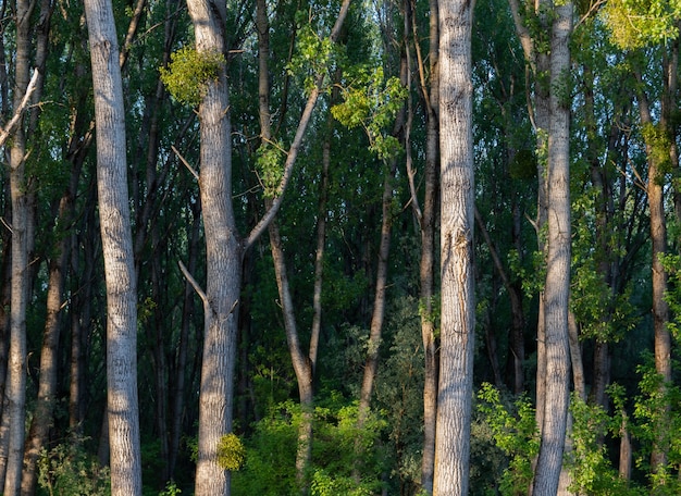 Free photo beautiful shot of tall trees with green leaves in the forest on a sunny day