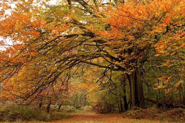 Free photo beautiful shot of trees with colorful leaves in an autumn forest