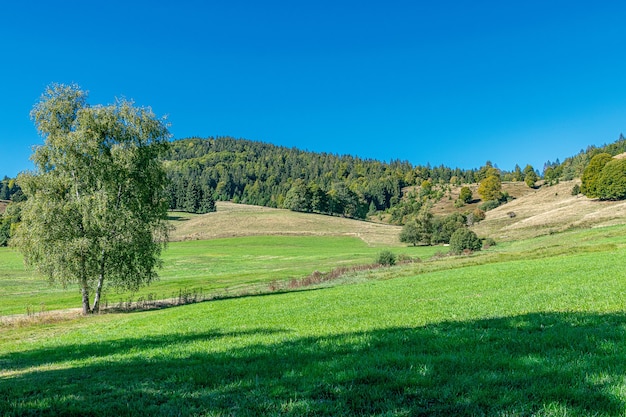 Free photo beautiful summer day on a scenic landscape with pine trees on hills