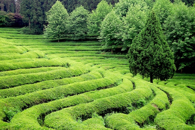 Free Photo beautiful tea plantation in south east asia