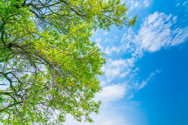 Free photo beautiful trees branch on blue sky .