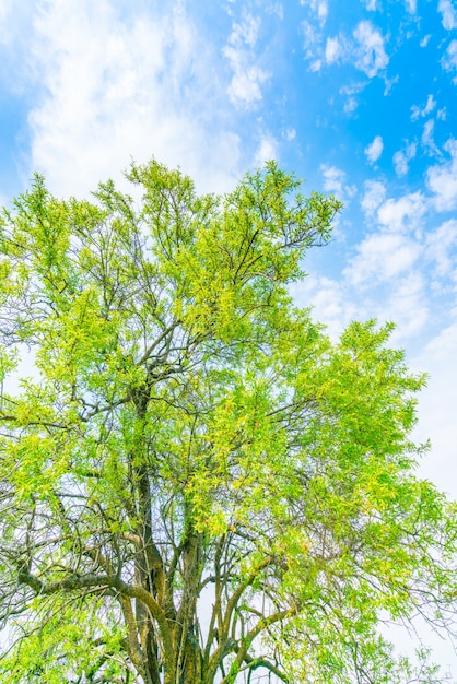 Free photo beautiful trees branch on blue sky .