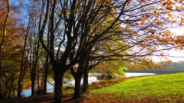 Free photo a beautiful view of a park with a lake in autumn