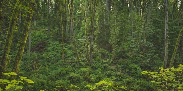 Free photo beautiful wide shot of a forest with mossy trees and green leafed plants