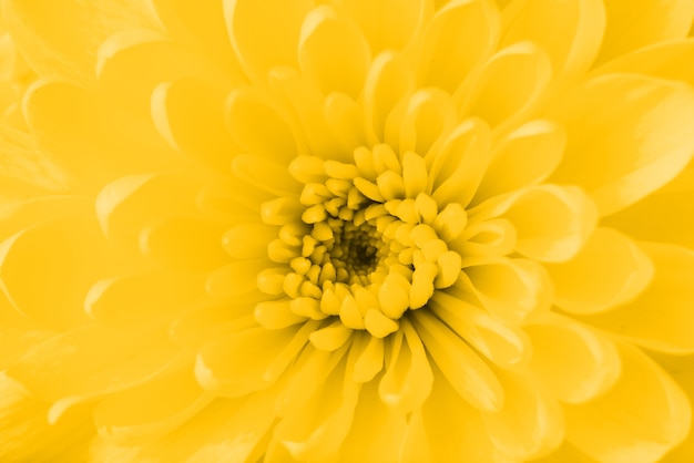 Beautiful yellow flower close-up