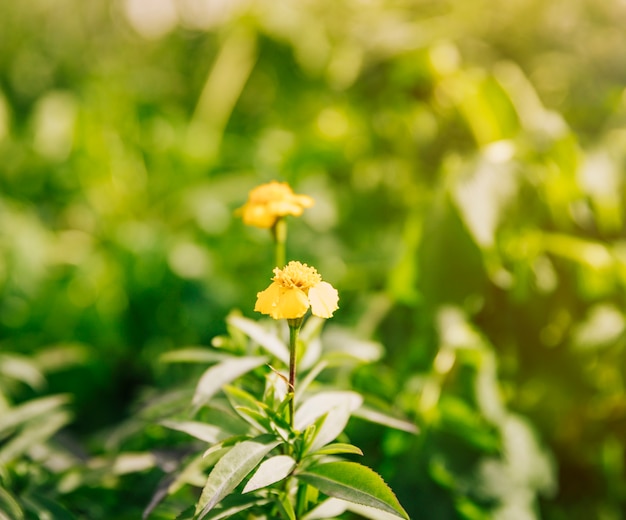 Free photo beautiful yellow flowers of thyme plant in the sunlight