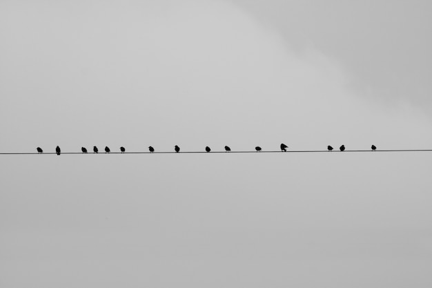 Free photo birds sitting on a wire with a grey background