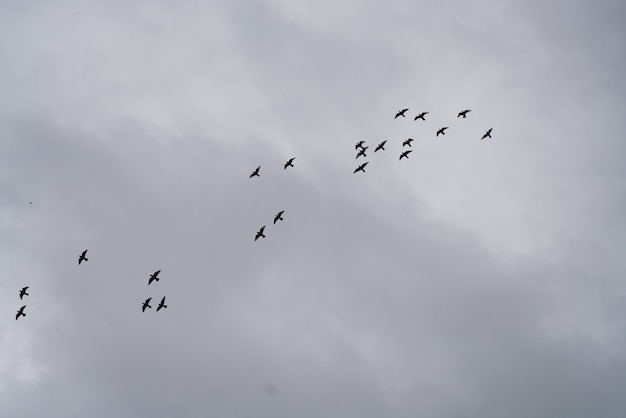 Free photo birds in the sky with clouds