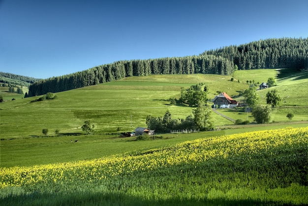 Free photo black forest landscape at the dawn, germany