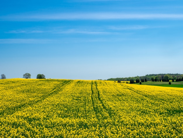 Free photo blooming yellow field on a hill under a clear blue sky