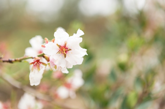 Foto gratuita sfondo sfocato con fiori di mandorlo abbastanza