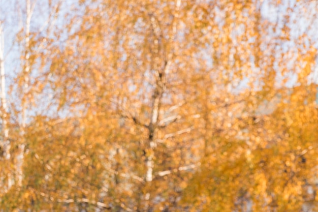 Free photo blurry background of autumn trees