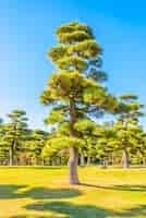 Free photo bonsai tree in the garden of imperial palace at tokyo city japan