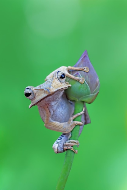 Free photo borneo eared frog on water lily bud tree frog