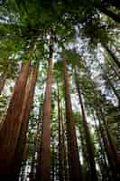 Free photo bottom view big trees from a forest