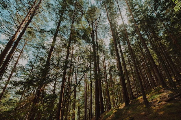 Free photo bottom view of a group of trees