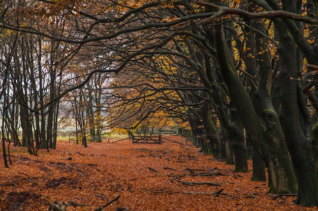 Free photo breathtaking shot of the bare branches of trees in autumn with the red leaves on the ground