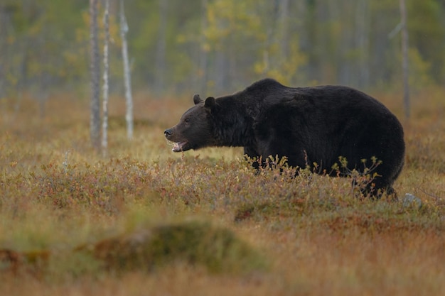 Free Photo brown bear in the nature habitat of finland 