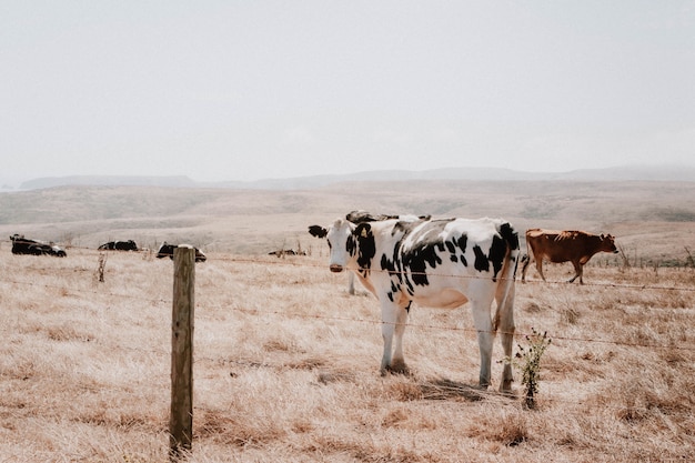 Free photo brown and black and white cows in a grass field