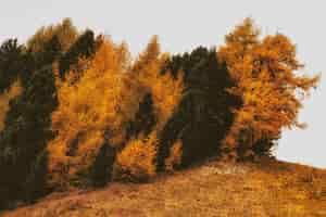 Free photo brown and green withered trees on withered grass