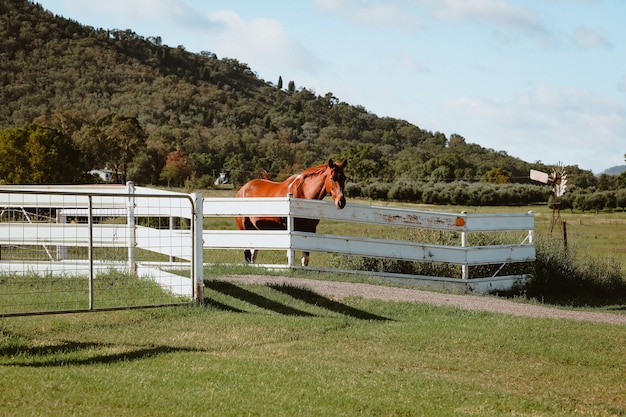 Free photo brown horse standing behind a wooden fence in a farm