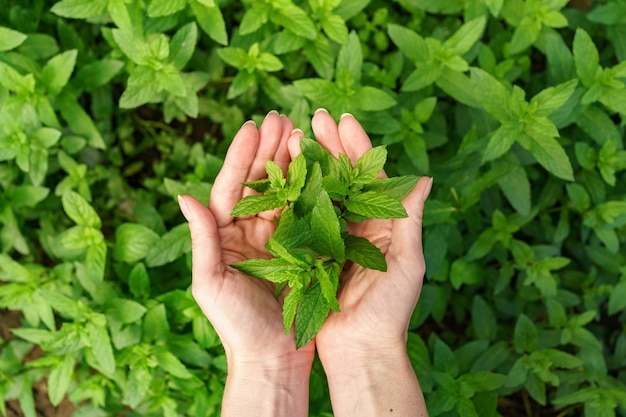 Free photo a bunch of fresh mint in female hands