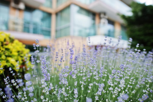 Free photo bushes of lavender in the courtyard