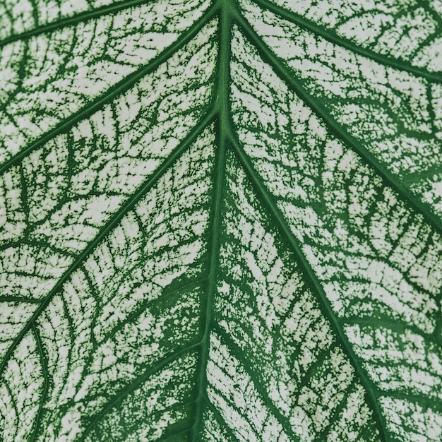 Free Photo calathea leaf background close up