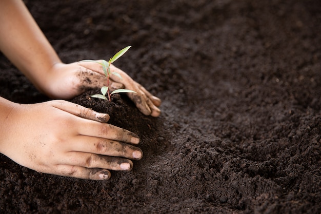 Free photo child hands holding and caring a young green plant