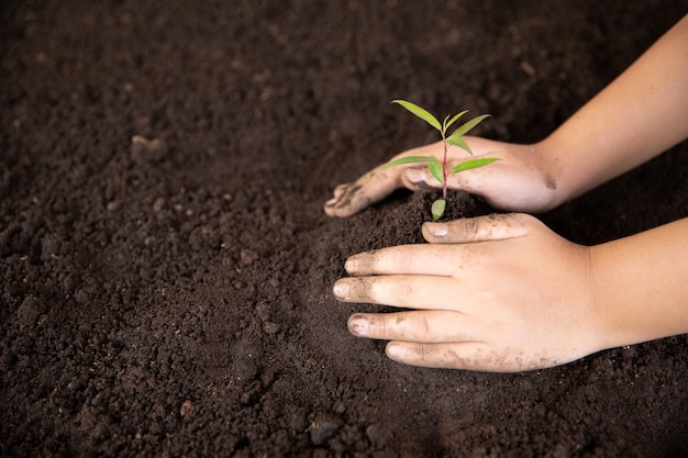 Free photo child hands holding and caring a young green plant