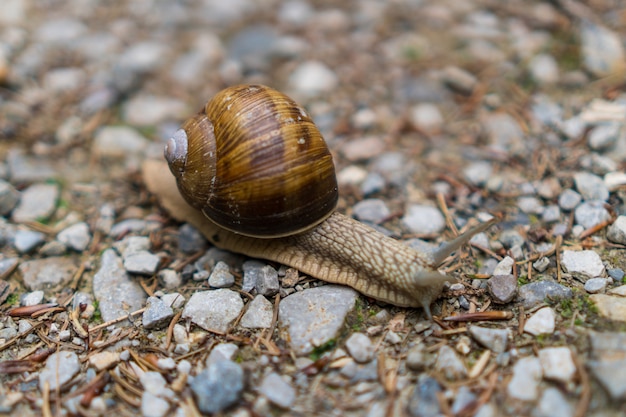 Free photo close caption of a snail walking on small rocks in wildlife