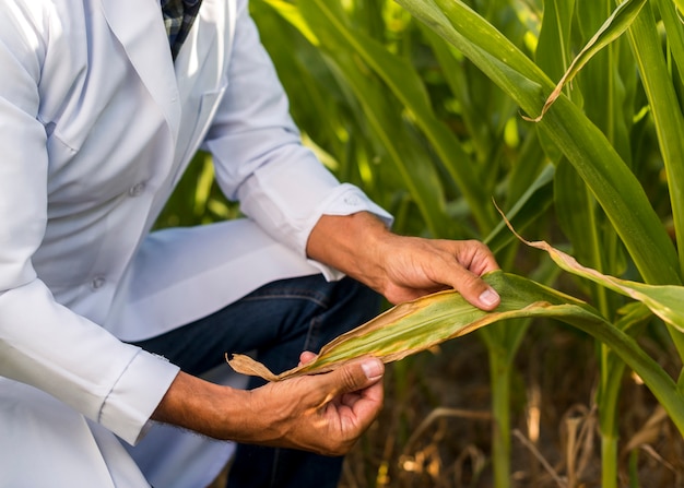 Close up agronomist inspecting a maize leaf