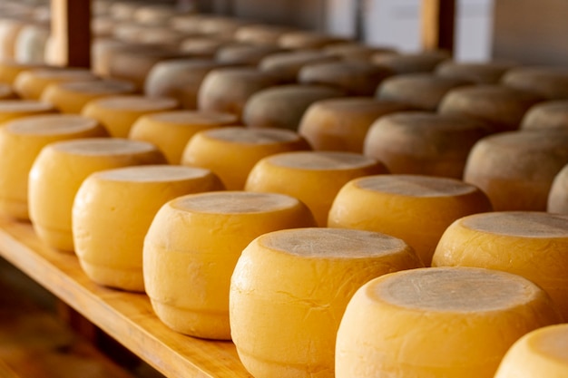 Close-up assortment of tasty cheese