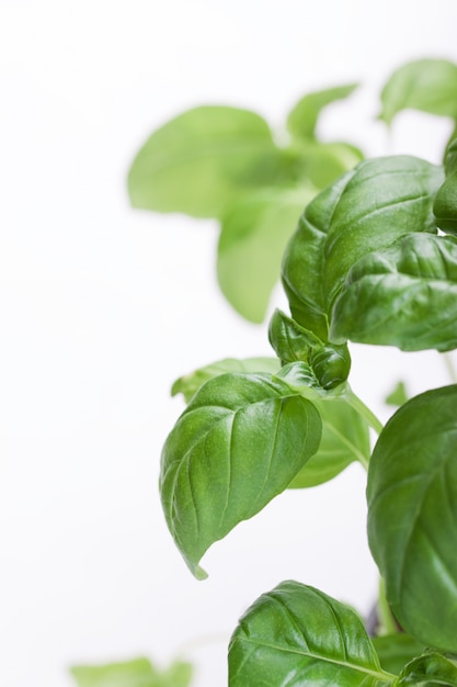 Free photo close-up of basil plant