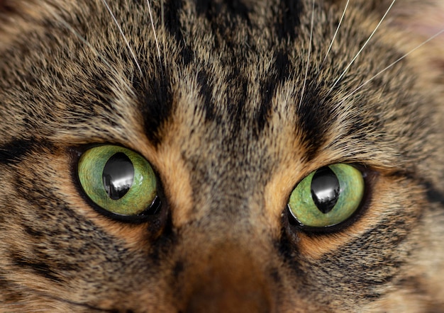 Free Photo close up beautiful cat with green eyes