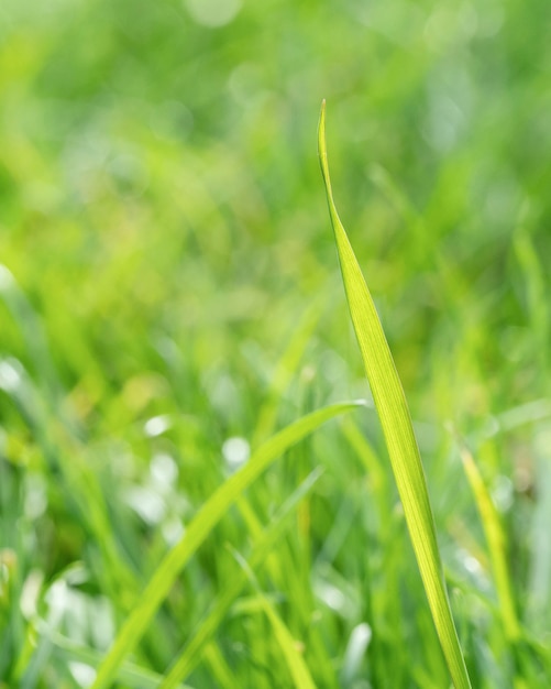 Free photo close-up blurry grass leaves