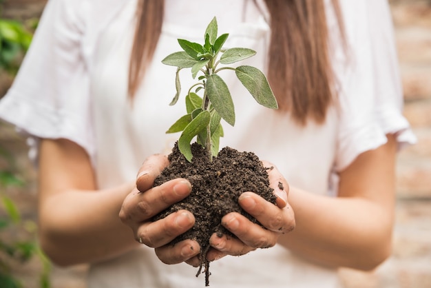 Free photo close-up of a female gardener's hand holding seedling