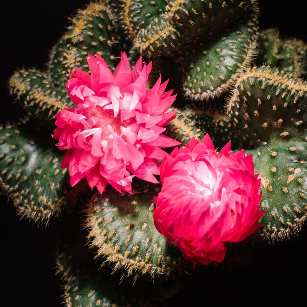 Close-up flowers on cactus