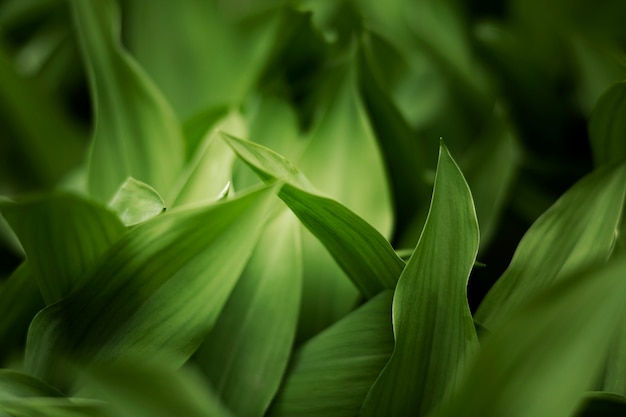 Free Photo close up on green leaves in nature