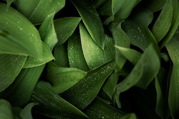 Free photo close up on green leaves in nature