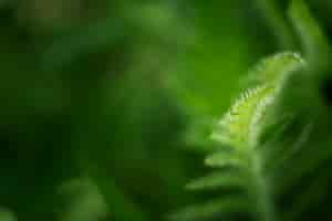 Free photo close up on green leaves in nature