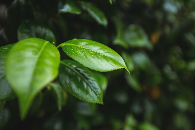 Free photo close-up green leaves