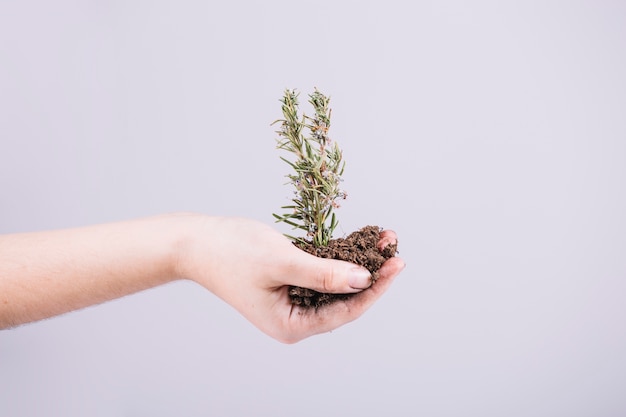 Free photo close-up of hand holding seedling over white background